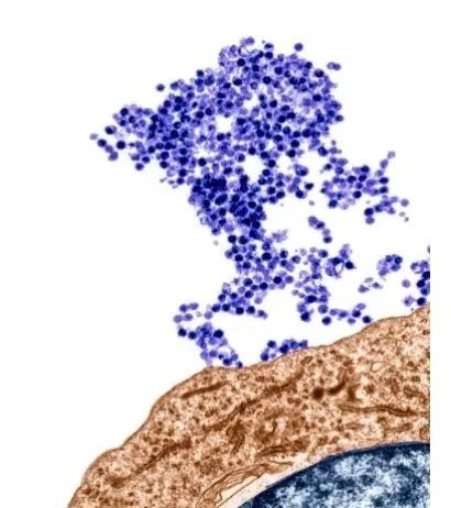 《Science》2022年度十大科学突破公布