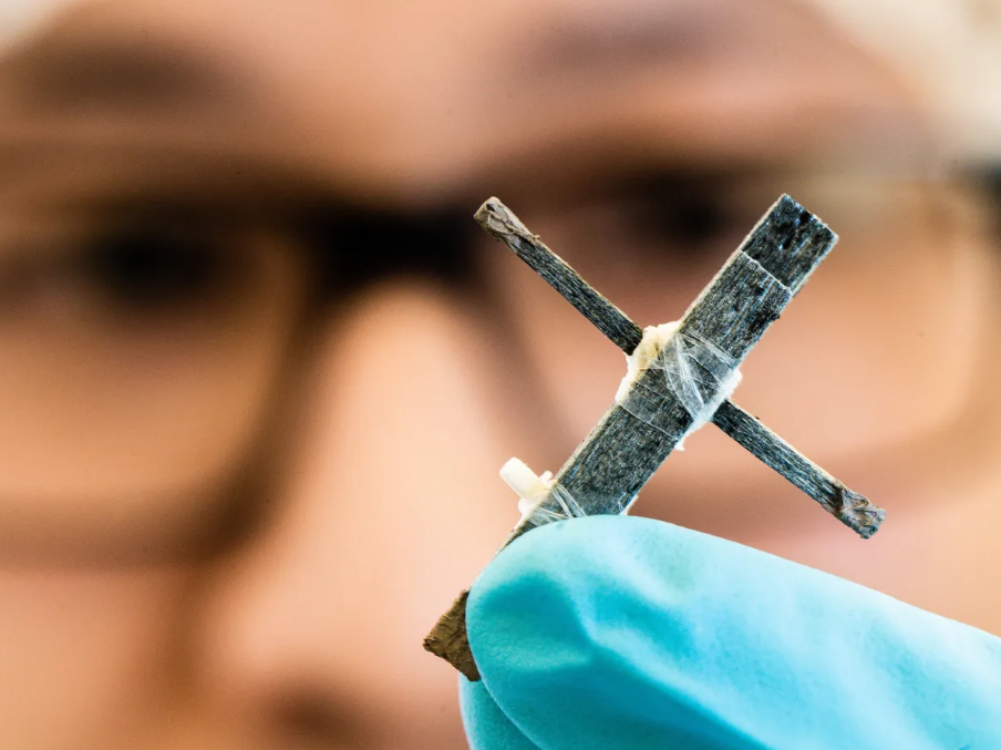 科学家创造出世界首个木质晶体管