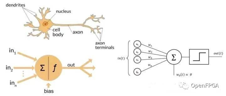 图1：神经元和神经网络.png